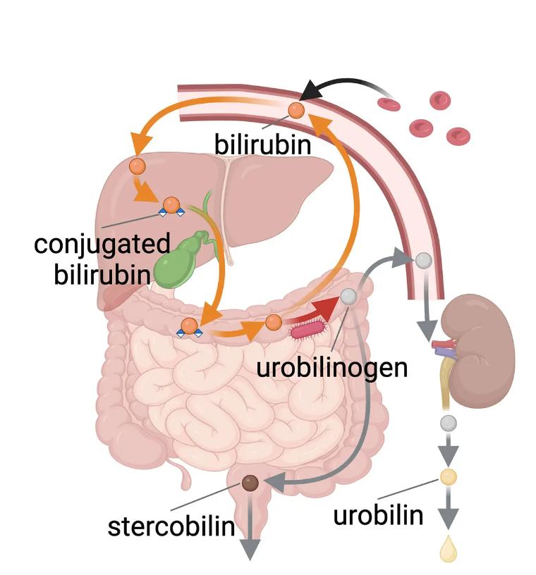 Colorful Mystery Solved: NUM Scientists Discover Enzyme That Makes Urine Yellow